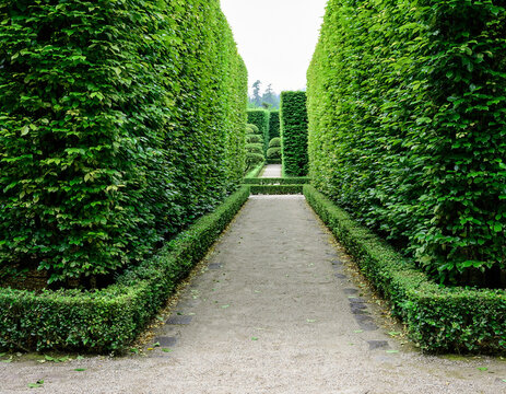 Green hedge maze pathway in a formal landscaped garden