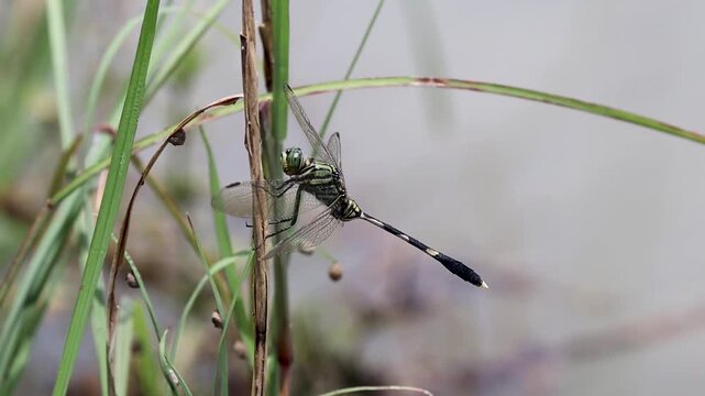 Green Striped Clubtail Dragonfly Perching on Grass Stem Macro at Teluk Waru Lombok