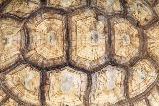 Turtle shell texture and pattern background