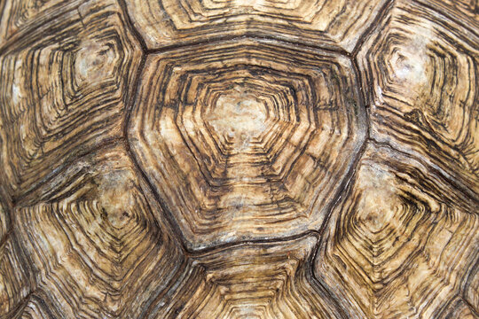 Turtle shell texture and pattern background