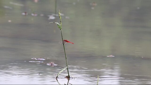 Red Dragonfly Perching on Rice Stem in Calm Water Pond at Teluk Waru Lombok