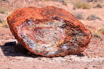 Petrified Forest National Park, a natural attraction place with many petrified tree trunks and fossils, in Arizona, USA. © leochen66