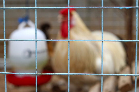 wire cage bars showing a white feathered rooster with a bright red comb inside the farm area