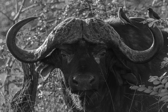Cape buffalo