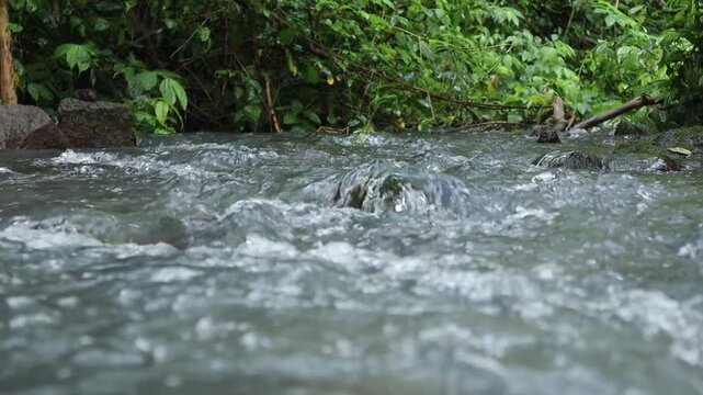 Fast Flowing Tropical Jungle River Water Over Rocks in Lembar Forest Lombok