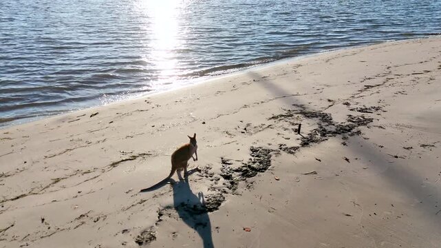 Wallaby Foraging on a Sandy Beach Near the Water