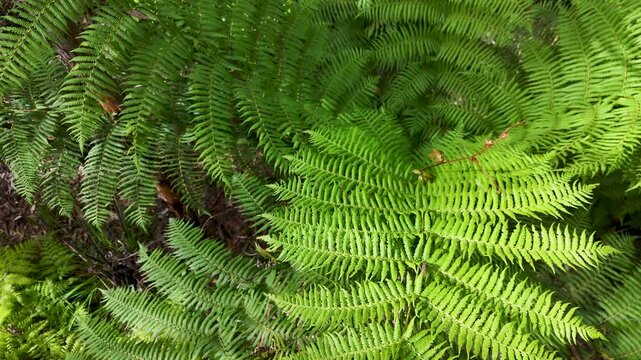 Top Down View of Lush Green Fern Fronds in Rainforest
