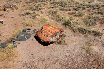 Petrified Forest National Park, a natural attraction place with many petrified tree trunks and fossils, in Arizona, USA. © leochen66