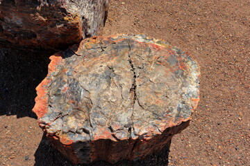 Petrified Forest National Park, a natural attraction place with many petrified tree trunks and fossils, in Arizona, USA. © leochen66