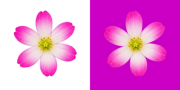 Pink oxalis flower close up with six petals and a bright yellow center macro photography transparent png
