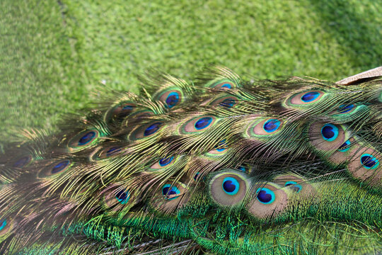 Peacock Tail Feather Texture with Colorful Eye Pattern