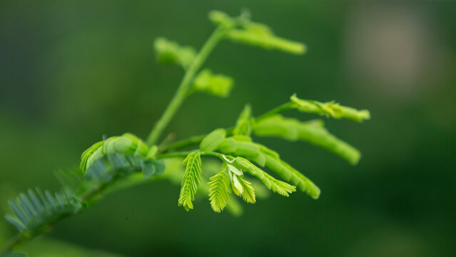 Close up of vibrant green tamarind tree leaves with selective focus.A beautiful close-up macro photograph showcasing the delicate, compound pinnate leaves of a fresh tamarind tree (Tamarindus indica)