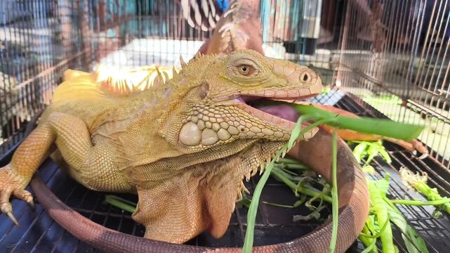 Two iguanas rest in a wire cage