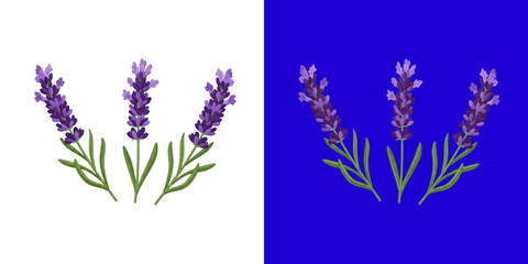 Fototapeta premium Three blooming lavender flower stems fresh purple herb botanical transparent png
