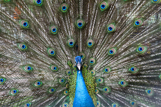 a male peacock spreading its tail feathers to form a fan