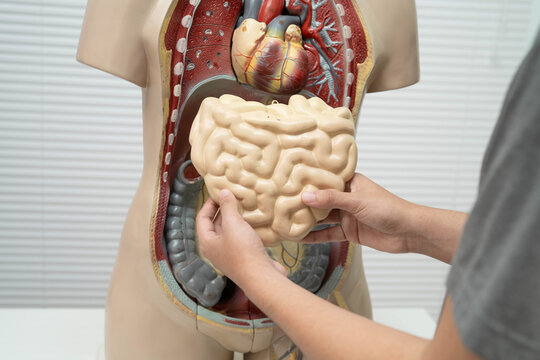 Asian student learning with human body model in anatomy biology in classroom at high school.