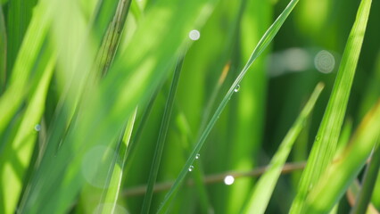 dew on grass © Zi