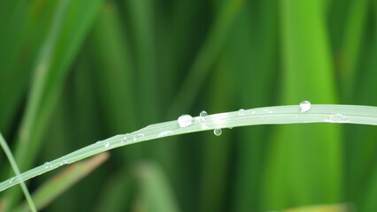 grass with dew drops © Zi