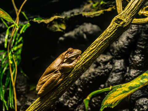 Australian Green Tree Frog (Ranoidea Caerulea)