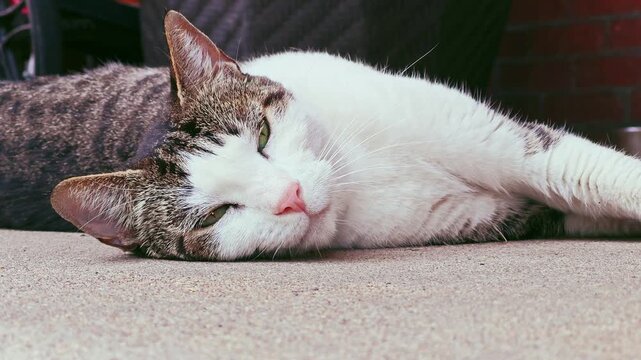 A beautiful domestic tabby and white cat relaxing on a surface, looking straight into the camera with green eyes.