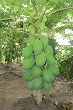 Unripe green papaya (Carica papaya) fruits hanging on the trunk of a papaya plant in a tropical orchard. These oval-shaped fruits are in the early stage of development