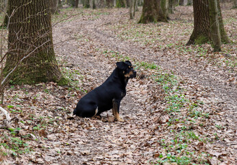 Obraz premium A black and tan Rottweiler dog sits among dry fallen leaves on a trail in a spring forest. The animal attentively observes its surroundings during an outdoor walk. 