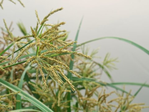 Close up shot of yellow nutsedge (Cyperus esculentus) wild weed grass with golden spikelets and green leaves growing outdoors, perfect for botany, nature, agriculture, and botanical visual concept