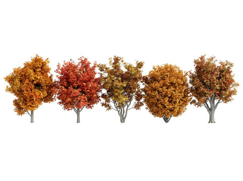 Cinq arbres aux couleurs d'automne isol&eacute;s sur fond blanc
