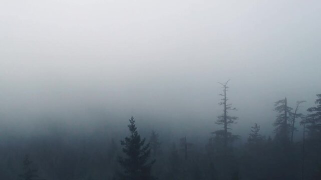Dense evergreen coniferous forest trees shrouded in deep heavy fog and morning mist woodland nature landscape wild