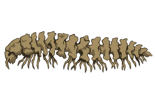 Illustration de fossile de mille-pattes pr&eacute;historique