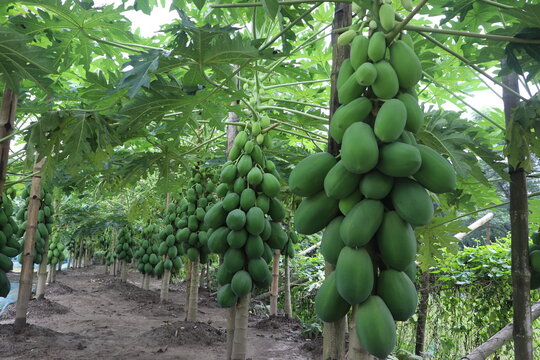 Unripe green papaya (Carica papaya) fruits hanging on the trunk of a papaya plant in a tropical orchard. These oval-shaped fruits are in the early stage of development
