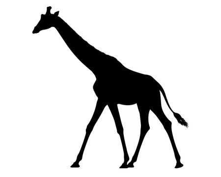 giraffe vector illustration