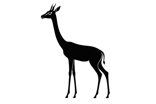 giraffe vector illustration