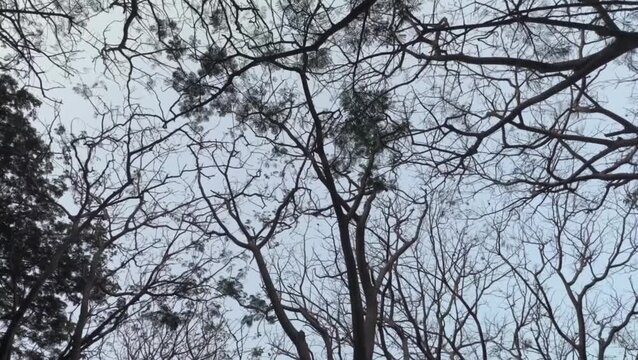 Looking up at the bare branches of trees against a pale overcast sky.