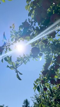 Farmer hand picking fresh ripe red apple from tree branch in agricultural orchard, Close-up of ripe juicy red apples growing on apple tree branches with green leaves