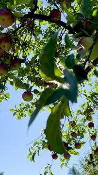 Farmer hand picking fresh ripe red apple from tree branch in agricultural orchard, Close-up of ripe juicy red apples growing on apple tree branches with green leaves