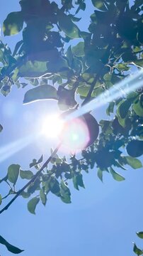 Farmer hand picking fresh ripe red apple from tree branch in agricultural orchard, Close-up of ripe juicy red apples growing on apple tree branches with green leaves