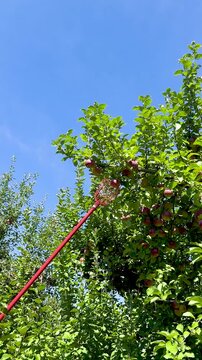 Farmer hand picking fresh ripe red apple from tree branch in agricultural orchard, Close-up of ripe juicy red apples growing on apple tree branches with green leaves