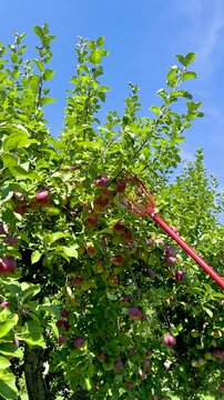 Farmer hand picking fresh ripe red apple from tree branch in agricultural orchard, Close-up of ripe juicy red apples growing on apple tree branches with green leaves