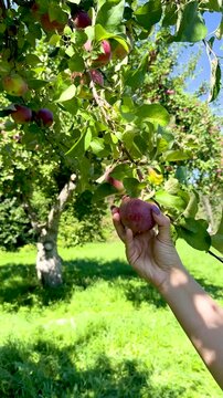 Farmer hand picking fresh ripe red apple from tree branch in agricultural orchard, Close-up of ripe juicy red apples growing on apple tree branches with green leaves