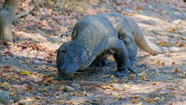 Komodo Dragon Walking on Dry Ground with Fallen Leaves in Komodo National Park Indonesia Giant Monitor Lizard Reptile Predator in Natural Habit