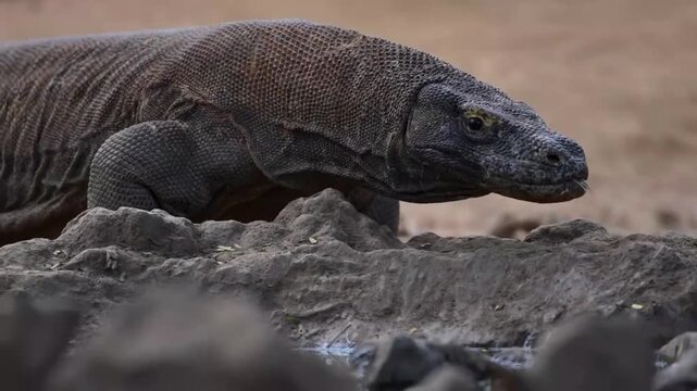 Komodo Dragon Profile Flicking Tongue in Wild Habitat Komodo National Park Indonesia 