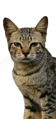 Domestic Tabby Cat Close Up Portrait Isolated on Transparent PNG Background © SpectraFocus