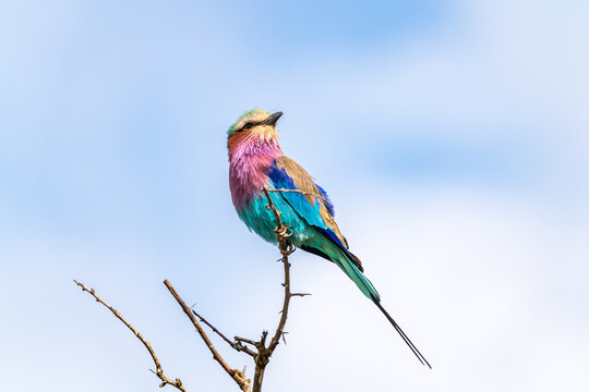 Lilac Breasted Roller 2