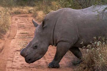 Rhino © Scott