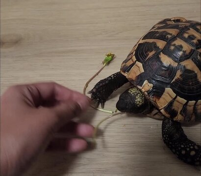 turtle on the floor