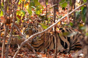 Royal Bengal tigress portrait in sunlight, Sanjay Dhubri Tiger Reserve, India