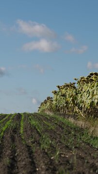 Ground level handheld vertical shot of an overgrown sunflower field towering over recently planted crops poking out of the ground as little green sprouts with bright blue sky above with occasional sma