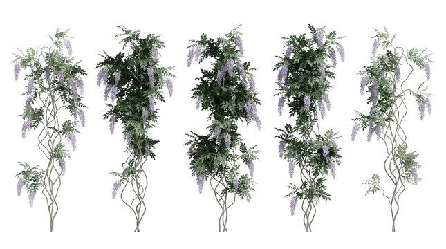Conjunto de glic&iacute;nias trepadeiras isoladas