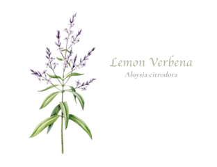 Lemon verbena Aloysia citrodora apothecary herb with flowers isolated. Hand painted medicinal plant watercolor illustration for herbal packaging, tea labels, natural skincare and botanical branding © anitapol
